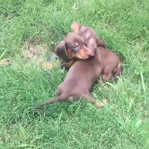 14K views · 1.9K reactions | WWE..... with Doxie puppies To see adorable George and what else he gets up too ====> www.instagram.com/itsgeorgeous/ | Puppy Tales | Facebook