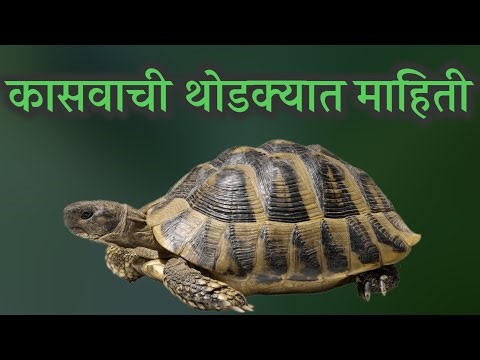 कासव माहिती मराठी | kasav chi mahiti marathi