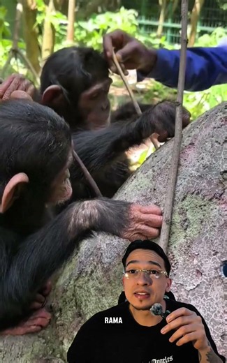 Lo que hizo este CHIMPANCE no es normal ! 🤔#chimpanzee
