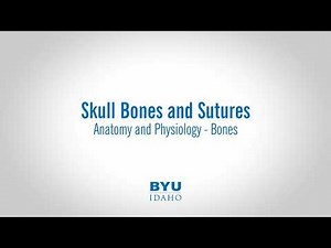 Human Skull Anatomy: Bones and Sutures Explained (Study Guide)
