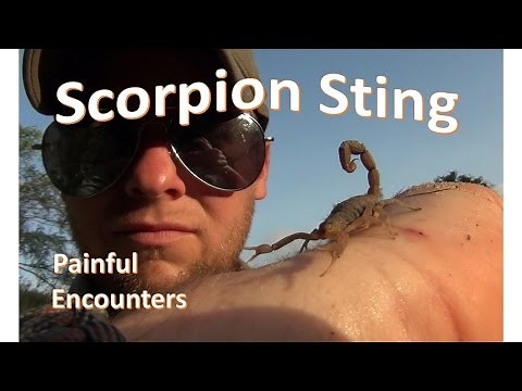 Painful Encounters: The Bark Scorpion