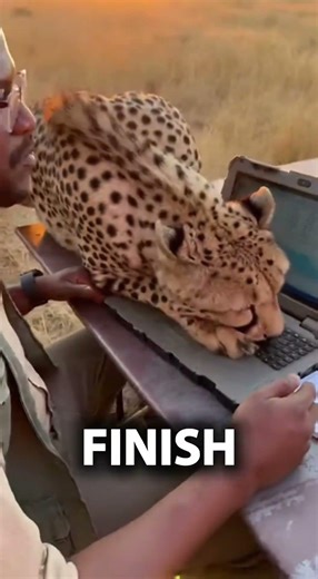 I tried to finish the report,but apparently,the keyboard is a heated bed. #cheetah #wildlife #safari