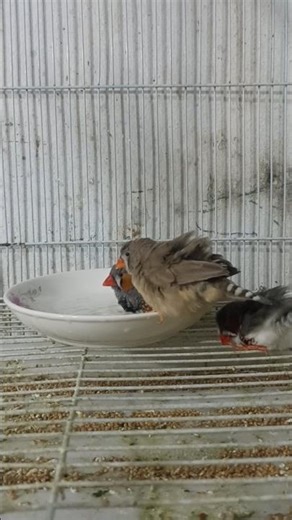 zebra birds | zebra Finch songs