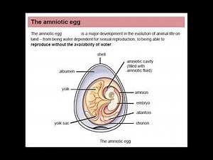 Reproduction in Vertebrates