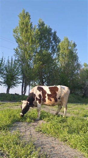 Peaceful Cows in Nature | Farm Life & Relaxing Sounds