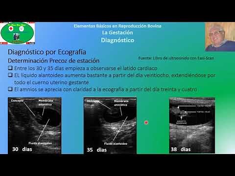 Gestación en Bovinos Parte 4: Ecografía