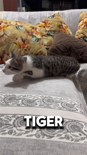 This is not just a cat —this is a mini tiger in training.😻#shorts
