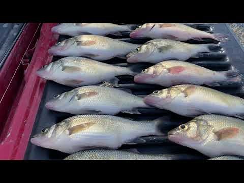 Three Tips for Catching White Perch in the Spring