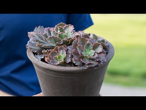 How to Split and Replant a Succulent