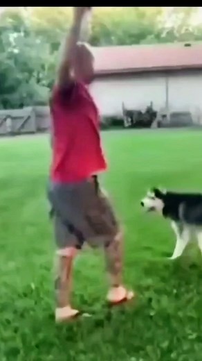 #animal #foryoupage #tiktokfrance #pourtoi #viral #dog #mdr