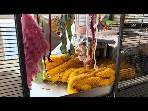 Poppy’s Too Busy to Chat Today