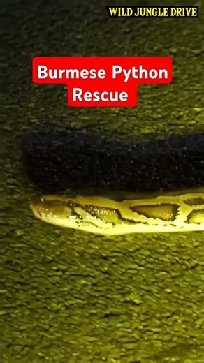 Tiger Territory -please don't do this in Jim Corbett #shorts #trendingshorts #viralvideo #mistek #yt