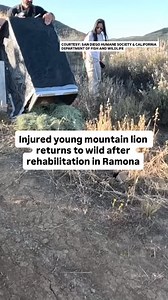 3.4K reactions · 120 shares | A young mountain lion that was injured...
