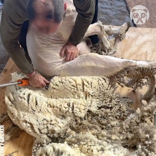 Extremely satisfying process of sheep shearing Partner: coreybricker TT: https://www.tiktok.com/@coreybricker | Genius Panda