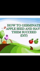 Know how to germinate Apple seedlings | Kennedy Fai