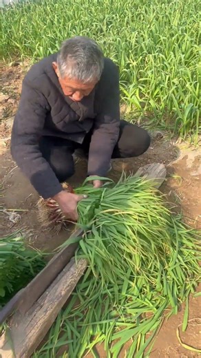 Please try the correct way to cut spring onions.#shorts