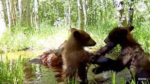 Adorable wrestling match between bear cubs takes place as mom casually watches nearby