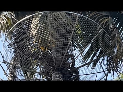 Coconut Safety Net #coconuttreenet #safetynet