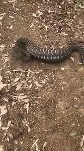 WATCH: Angry carpet snake digests possum