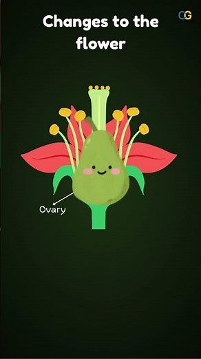 Sexual reproduction in plants | Reproduction Class 10 #cbseboardexams #biology