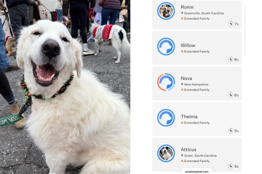 Rescue DNA tests Great Pyrenees—fury at result that made stomach drop