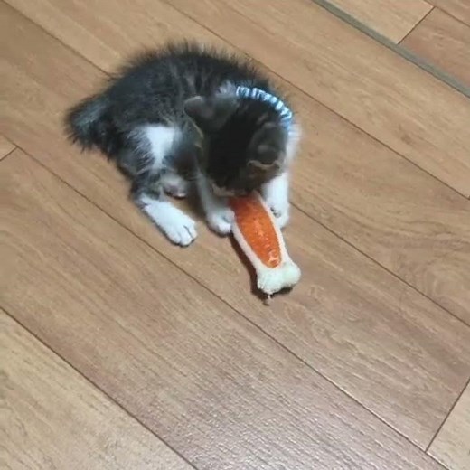 おもちゃで遊ぶのが上手な子猫🐾 #7／280gの保護猫べべちゃん／小さな命の成長記録 #猫 #子猫 #子ネコ