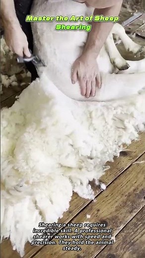 Master the Art of Sheep Shearing
