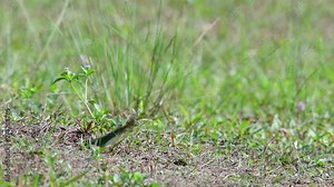 The Chestnut-headed Bee-eater burrows a nest on a high grassy mound at a specific place where bees and other insects are abundant; it is wanted by photographers because of its chestnut coloured head.