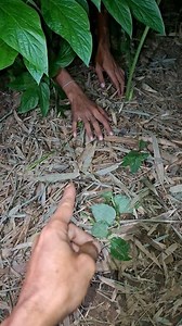 The baby civet is left by its mother | Moh Sahar