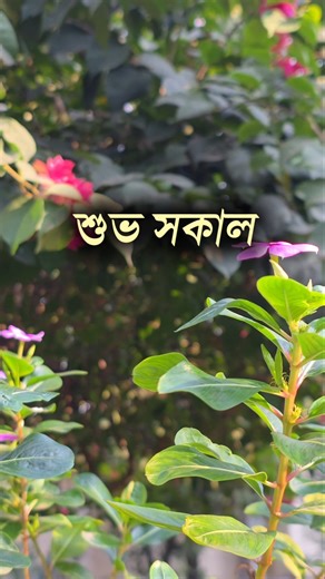 শুভ সকাল | আজ শনিবার | ২০ ডিসেম্বর ২০২৫ খ্রীস্টাব্দ #শুভসকাল #সুপ্রভাত #motivation #goodmorning