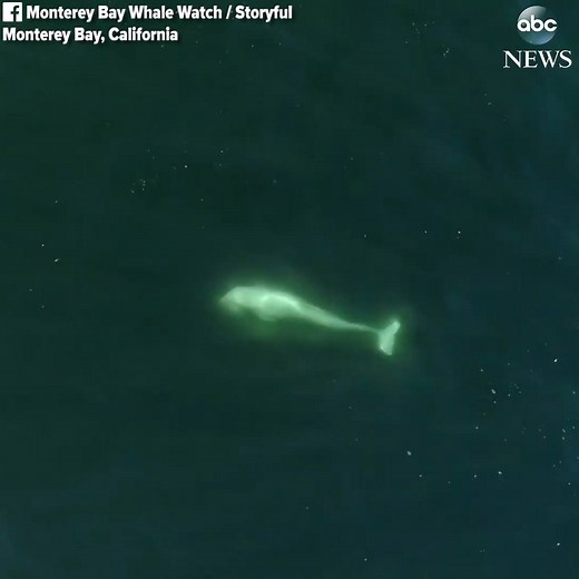 273K views · 3.4K reactions | Stunning video shows moment whale watchers catch glimpse of rare albino dolphin off the coast of California’s Monterey Bay. https://abcn.ws/2DvZyXl | ABC News | Facebook