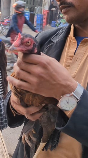 tum level k bat karta ho #aseelmurga #birds #roosterfarm #birds #trending #viral #birdfarm #parrotbe