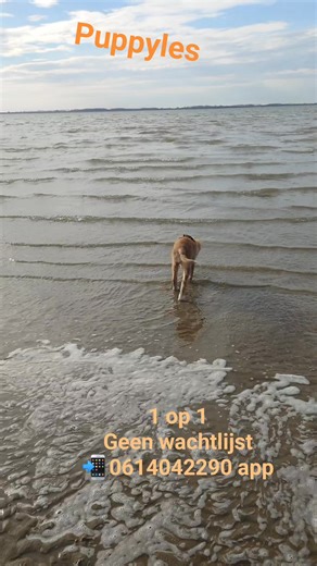 Beach-dog-training on Reels