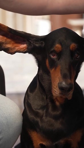 Longest ears on a living dog 🐶 68 cm (26.77 in) - Lou and owner Paige Olsen 🇺🇸 | Guinness World Records