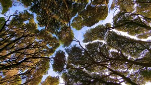 Looking up at forest canopy of native new zealand trees whilst hiking in beautiful outdoors nature of nz aotearoa Premium Stock Video Footage