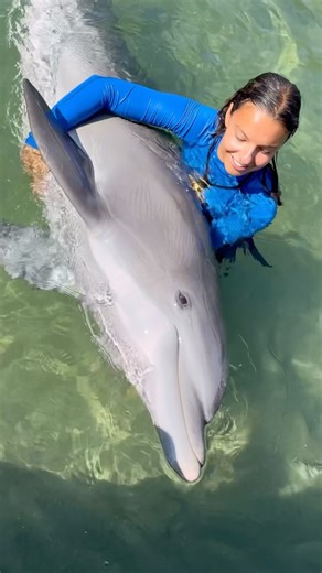 4.3K views · 12K reactions | Meet Haukea — our cuddly girl! Every dolphin has their own love language. For Haukea, it’s all about soft touches and eye contact. Others light up during playtime or when their favorite toy comes out. We build our connections around what lights them up — because every heart is different, and we love them for it. | Dolphin Quest | Facebook