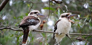 Why the kookaburra’s iconic laugh is at risk of being silenced