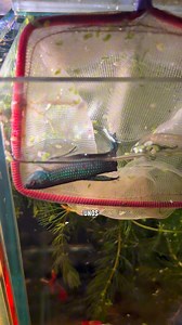 Así le hice para construir un mini pantano para mi pez Betta Mahachaiensis ¡Salvaje! 🐠🪵 #pezbetta #bettafish #wildbetta #pezbettasalvaje #acuarioplantado #PecesOrnamentales #bettatank #bettafishtank #bettalovers #bettathailand #bettamahachaiensis | BettaVersol