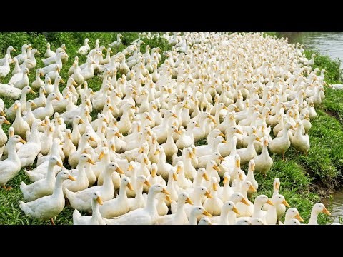 Beautiful Ducks Swimming in Crystal Clear River - Relaxing Nature 4K Video