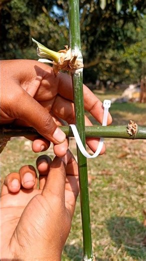 Bambu joining process