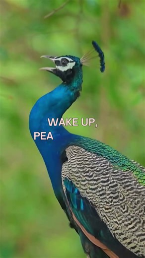 peacock's sound 🦚#PeacockSound#PeacockCall#PeacockVoice #shorts