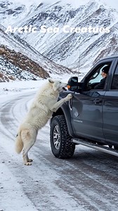 Mother Snow Wolf Saves Her Cubs with the Help of an Old Guy! #reelsvideoシ #highlightseveryonefollowers #reelsviralシfb #fypシ #viral #reelsfypシ #fypシ゚ | Arctic Sea Creatues