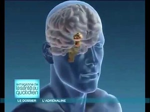 L' adrénaline, hormone du stress