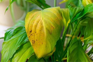 7 Reasons Your Plant Has Yellowing leaves