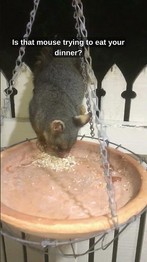 Do Australian Common Brushtail Possums EAT Mice? #natureismetal #wildlife #cuteanimals #possum