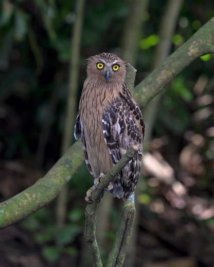 Buffy Fish Owl (Ketupa ketupu) is a large, powerful owl of Southeast Asia, often seen near rivers, lakes, and mangroves where it hunts fish and aquatic prey at night. | SG Birder