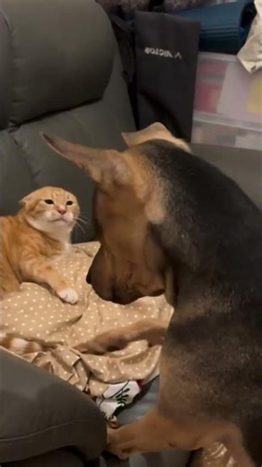 Top des vidéos très mignon petit chaton