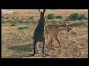 Wallaroo vs dingo - BBC wildlife