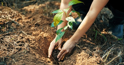 Climate Connection: How does climate change affect trees?