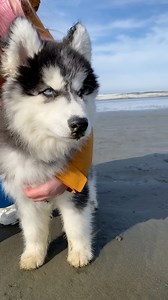 Just a baby husky meeting the sea for the very first time 🌊 #flashbackfriday #foryoupage #dogbeach#camphusky #siberianhusky #instahusky #husky #funnyhusky #foryoupage #dogsofinstagram #siberianhuskypuppy #huskypuppy #delta | Camp Husky